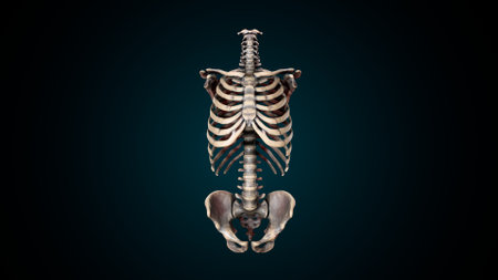 Human skeleton anatomy 3D Rendering on blue background for medical concept.