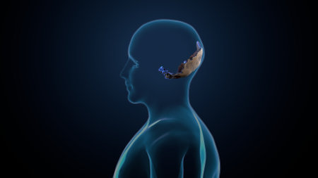 Human Brain Anatomy For Medical Concept 3D Illustration Copy Spaceの写真素材