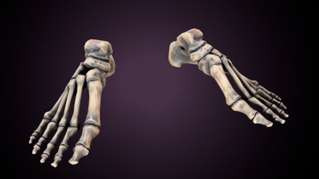 Human Skeleton Foot Bones Anatomy For Medical Concept 3D Illustrationの写真素材
