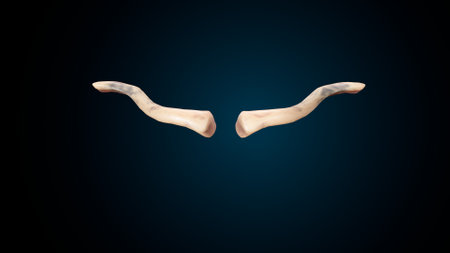 Human body anatomy, 3D rendering of human anatomy isolated on dark background