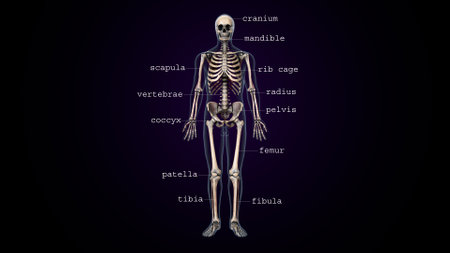 Human skeleton anatomy, 3D illustration, isolated on black background.