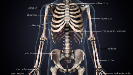 Human skeleton anatomy with skeleton bones, 3D illustration medical concept.の写真素材