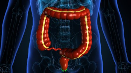 Human Digestive System Anatomy For Medical Concept 3D Illustration