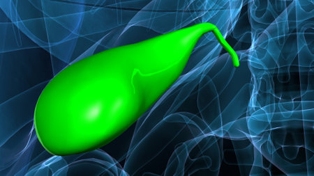 Digital illustration of  stomach  in colour  background (high detail)