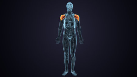 Human Organs Anatomy with visible skeleton. 3D Renderingの写真素材