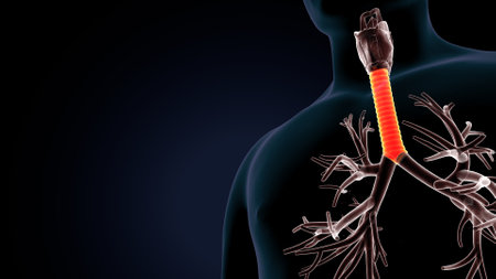 Human Respiratory System Anatomy For Medical Concept 3D Illustrationの写真素材
