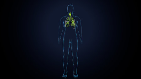 Human Organs Anatomy For Medical Concept 3D Illustration.の写真素材