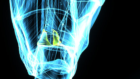 3D Illustration of Human Skeleton Vertebrae Anatomy