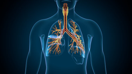 Human Respiratory System Anatomy For Medical Concept 3D Illustration