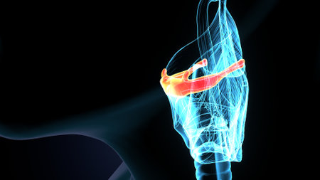 Human Skeleton Skull Bone Anatomy For Medical Concept 3D Illustration