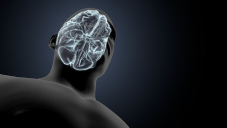 Human Brain Anatomy For Medical Concept 3D Illustration Design.の写真素材