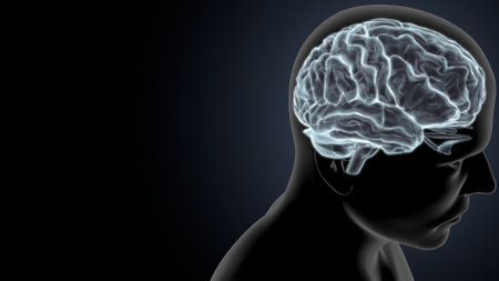 Human Brain Anatomy For Medical Concept 3D Illustration Design.の写真素材