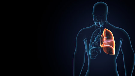 Human Lungs Anatomy with skeleton lateral view 3D Renderingの写真素材