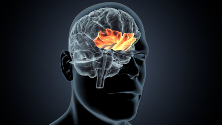 Human brain with burning brain on dark background. 3D illustration.の写真素材