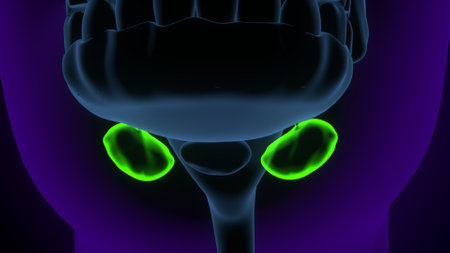Human Urinary System Anatomy For Medical Concept 3D Illustration