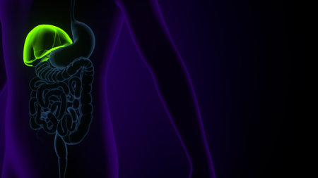 Human Digestive System Anatomy For Medical Concept 3D Illustrationの写真素材