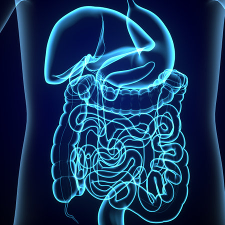 Human Digestive System Anatomy For Medical Concept 3D Illustration