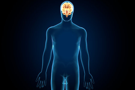 Human Brain Anatomy - 3D Illustration of Male Anatomyの写真素材