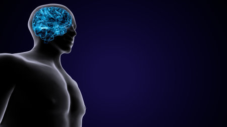 Human Brain Anatomy with blue background. 3D Rendering.の写真素材