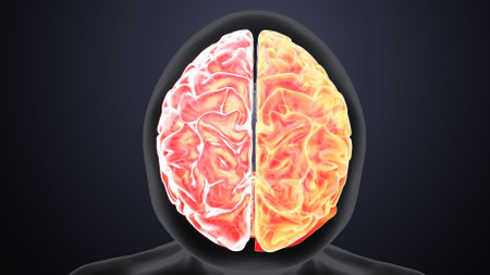 Human brain in front of a dark background. 3D illustration.