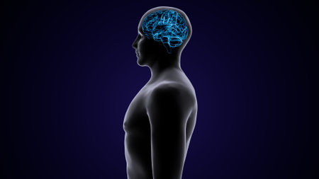 Human Brain Anatomy with blue background. 3D Rendering.の写真素材