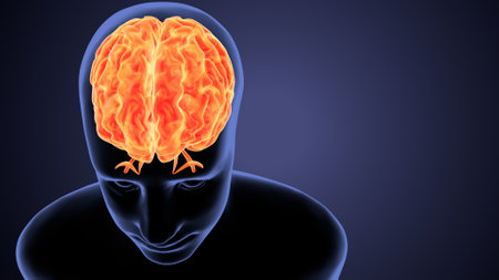 Human Brain Anatomy on blue background. 3D Rendering.