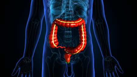 Human Urinary System Anatomy For Medical Concept 3D Illustration