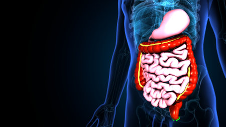 Human Digestive System Anatomy For Medical Concept 3D Illustrationの写真素材