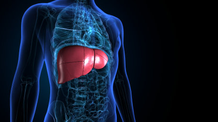 Human liver anatomy x-ray view on dark background. 3D rendering