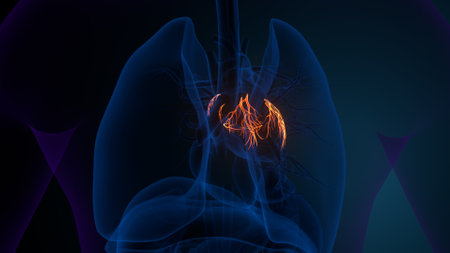 Human Heart Anatomy (Lungs) For Medical Concept 3D Illustration