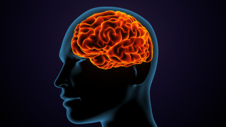 Human Brain Anatomy - 3D Illustration of Human Brain Anatomyの写真素材