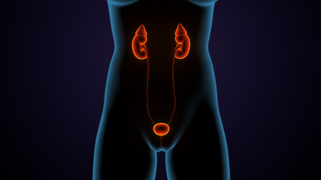 Human Urinary System Anatomy For Medical Concept 3D Illustrationの写真素材