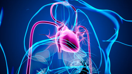 Human Heart Anatomy For Medical Concept 3D Illustration. Human Heart Anatomy For Medical Conceptの写真素材