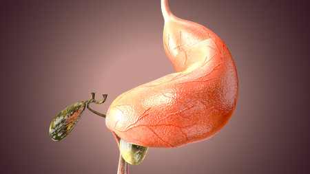 Human kidney anatomy, 3D illustration. Human kidney with tumor.