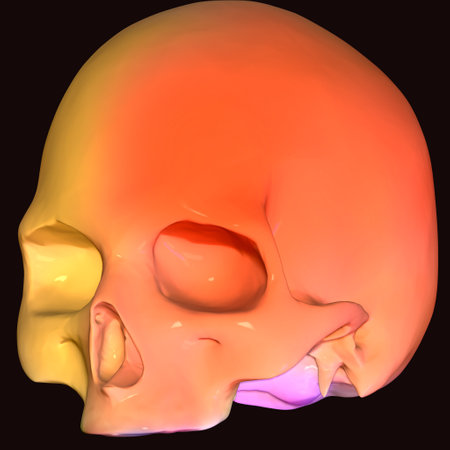 Human Skull Anatomy For Medical Concept. 3D Illustration.の写真素材