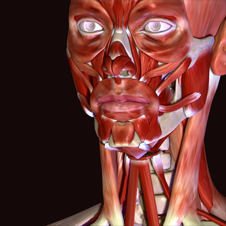 3D render of a human muscle anatomy with highlighted head and eyeの写真素材