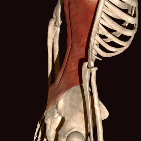Human skeleton anatomy, 3D illustration, horizontal, with muscles highlightedの写真素材
