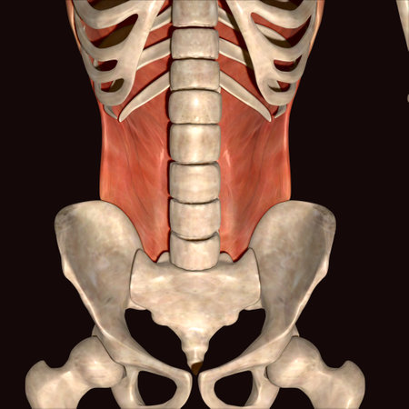 Human skeleton anatomy, Bone 3D Rendering For Medical Concept.の写真素材