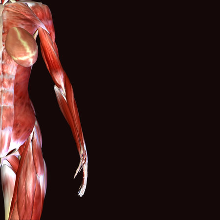 Human Anatomy Muscles with highlighted left leg and back isolated on black backgroundの写真素材