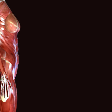 Human Anatomy Muscles and Bones For Medical Concept 3D Illustrationの写真素材