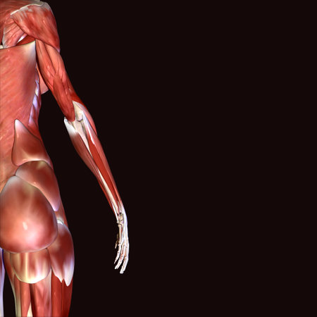 Human Anatomy - Muscles and Bones. 3D Illustrationの写真素材
