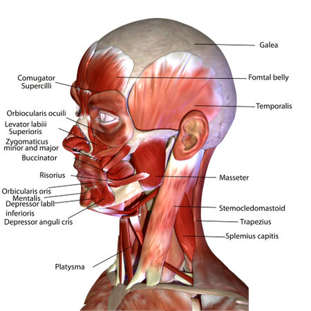 3D illustration of the anatomy of the human head and neck.の写真素材