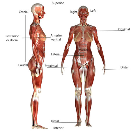 3D render of a male figure with muscle maps isolated on white backgroundの写真素材