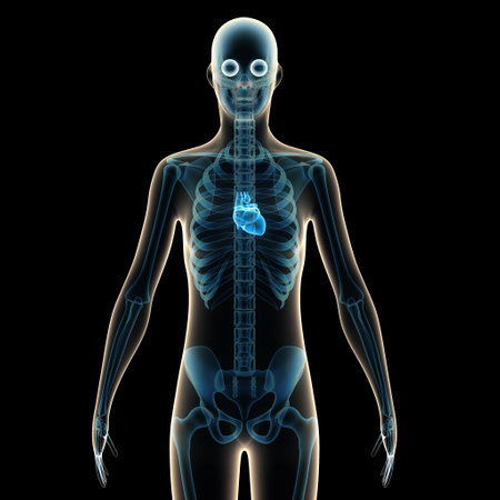 Human skeleton anatomy x-ray isolated on black background. 3D illustrationの写真素材