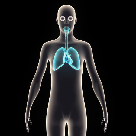 Human Lungs with skeleton isolated on black background. 3D illustration.の写真素材