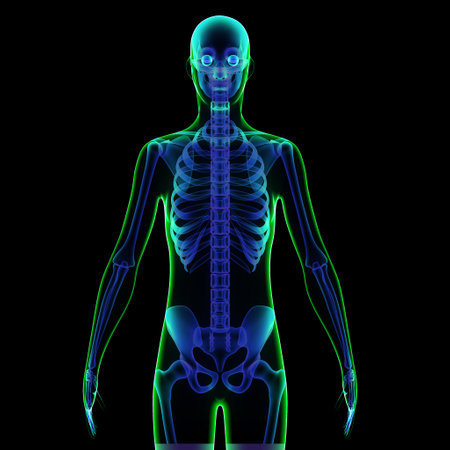 Human skeleton anatomy x-ray blue color isolated on black background.の写真素材