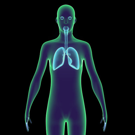 Human Body with Lungs Anatomy For Medical Concept 3D Illustrationの写真素材