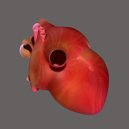 Human heart on a gray background. 3d rendering, 3d illustration.の写真素材