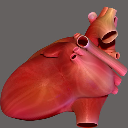 Human Heart Anatomy. 3D Illustration. Isolated on gray background.の写真素材