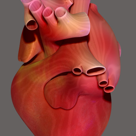 Human heart anatomy, 3D illustration, isolated on gray background.の写真素材